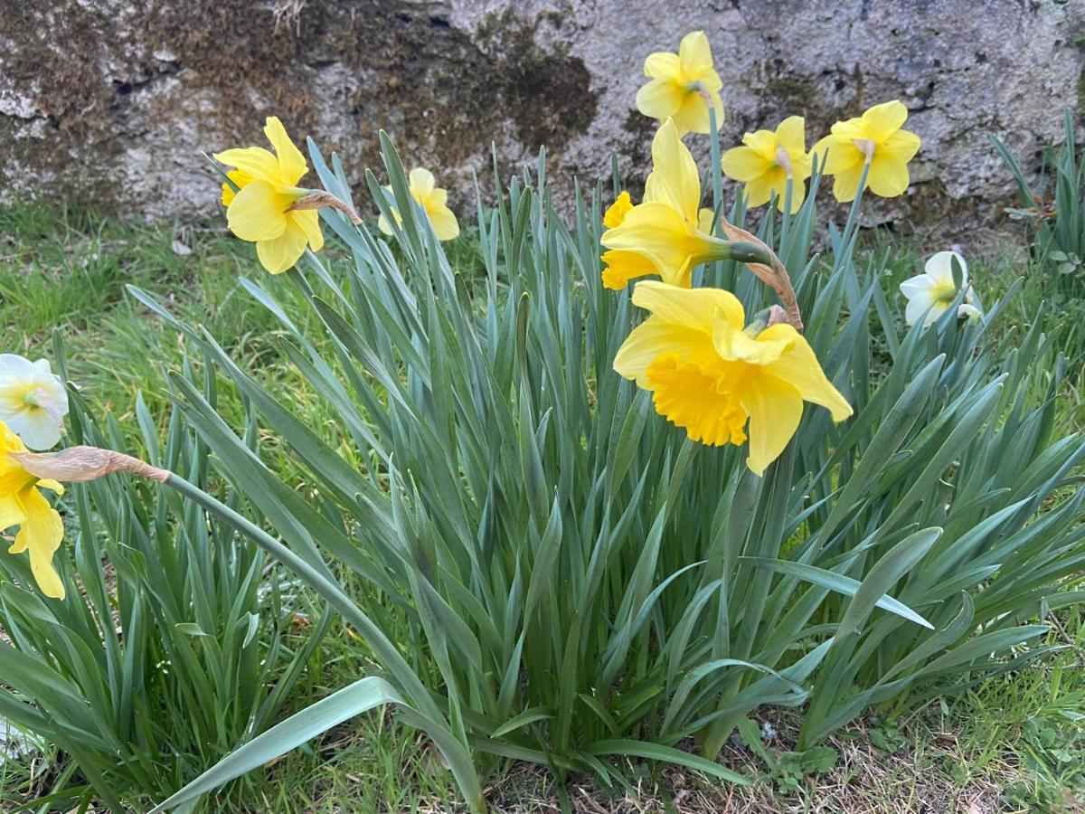 סליגו Daffodil Lodge מראה חיצוני תמונה